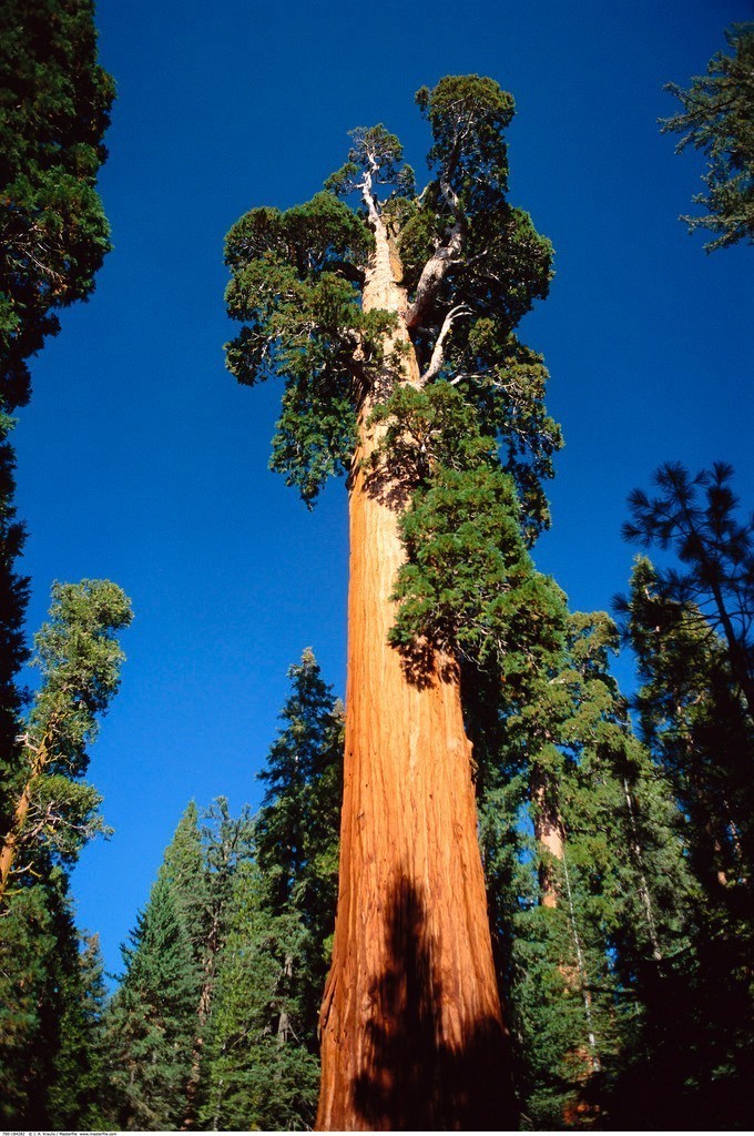 这些全球最美森林,一起去吗?