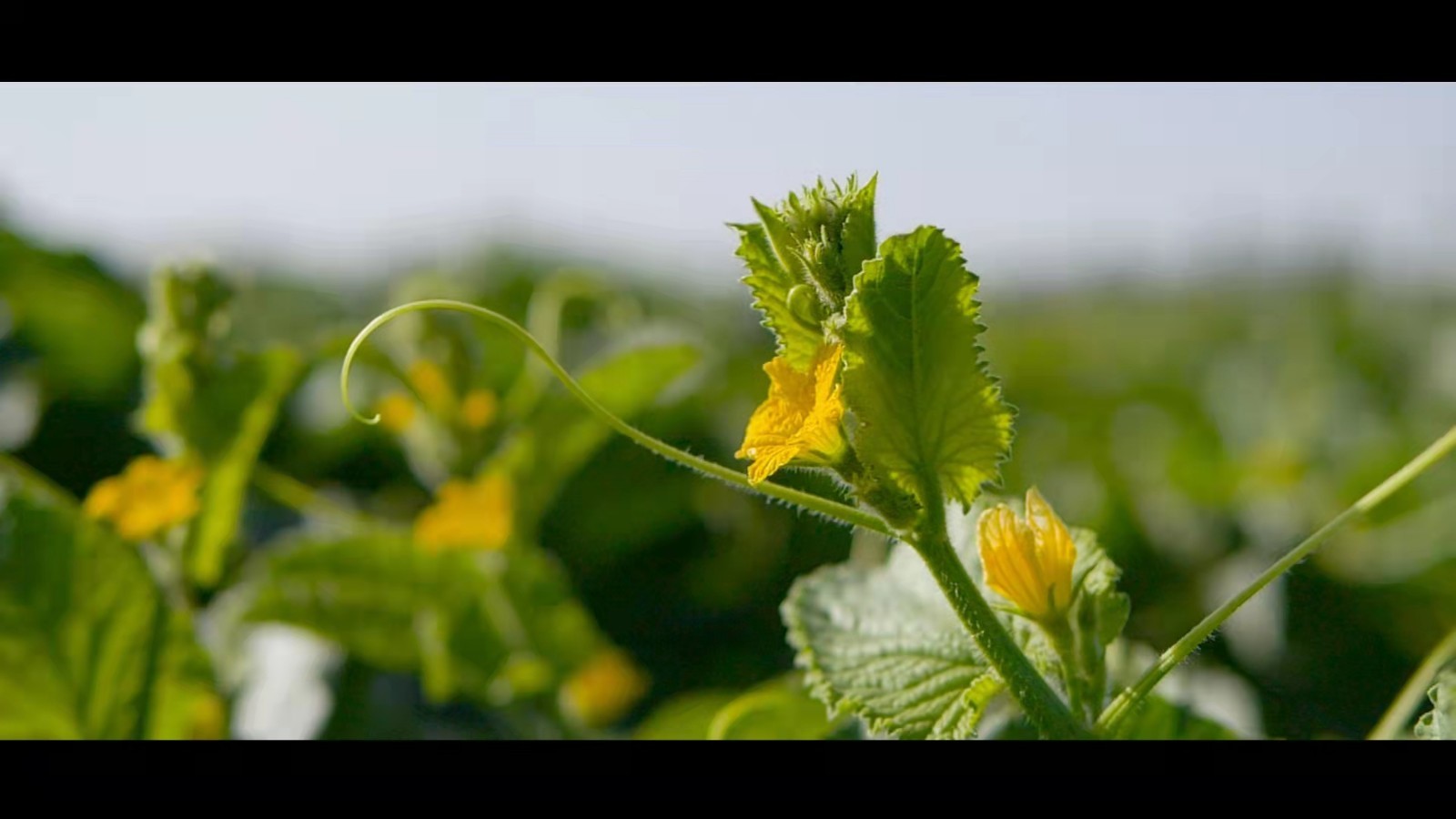 好田种好瓜——民丰县安迪尔甜瓜地标志农产品保护工程记实