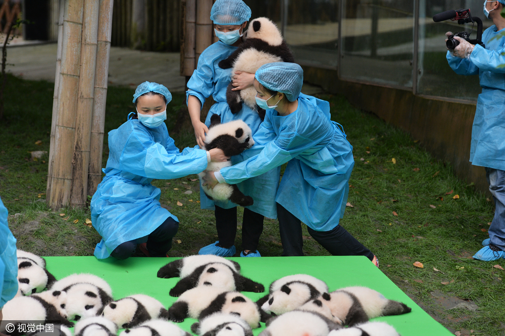 2016年09月29日，四川省成都市，熊猫基地，23只在2016年新出生熊猫宝宝集体亮相，引来游客的围观，据悉，2016年到目前为止，全球共出生27只大熊猫出生，除了有4只在国外出生外，剩余23只均参加了这次集体“活动”。活动现场，工作人员小心翼翼的将熊猫宝宝们，按照从大到小的顺序，排成了三排，让媒体和游客拍照，大多数熊猫宝宝都安静的趴着睡觉，而有两只“熊孩子”，趁着工作人员不注意“悄悄出逃”，顽皮的爬着爬着摔下了床，工作人员赶紧将他们抱了回去。