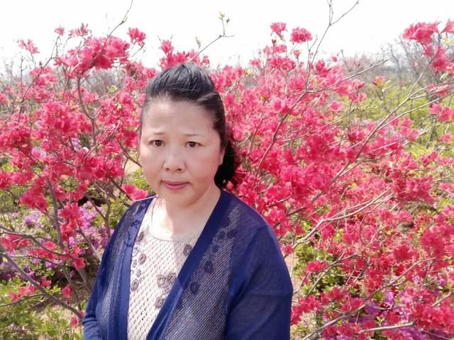 大美威海一一桥头杜鹃花开正浓