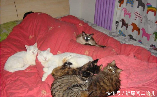 猫咪不睡猫窝老是跑到自己的床上睡,怎么办?这