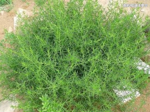 农村的一种野菜功效比蒲公英好百倍,抗癌降三