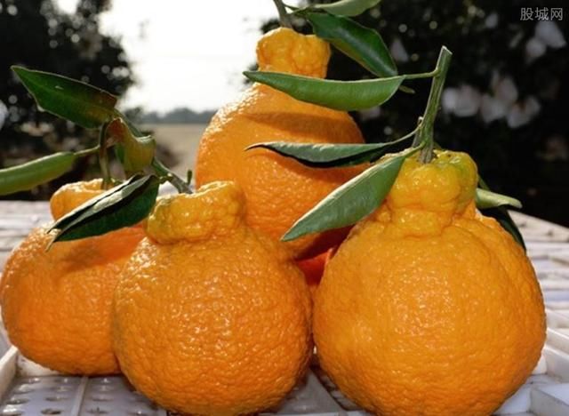 丑橘多少钱一斤?丑橘的食用有哪些禁忌事项?