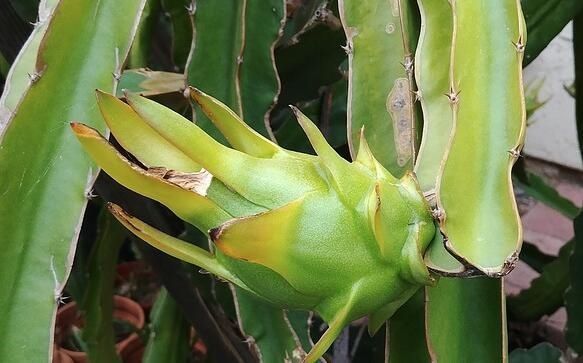 火龙果几月份种植?种植前景如何?投资成本及