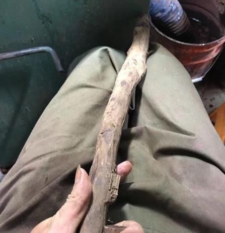 山西赵老汉从老家拿回一根细木棍, 切开后 喜不自禁, 激动得要死