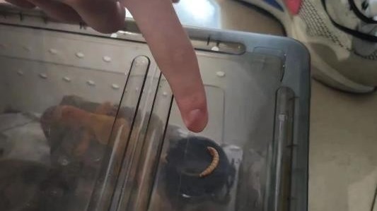 大学生网购零食放虫子敲诈40多次?!反复坑同一商家,已被警方刑拘 大学生网购零食放虫子敲诈40多次?!反复坑同一商家,已被警方刑拘