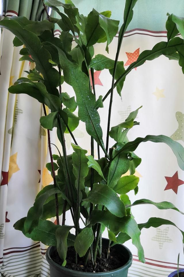 家里养一盆昙花等于养一颗灵芝草