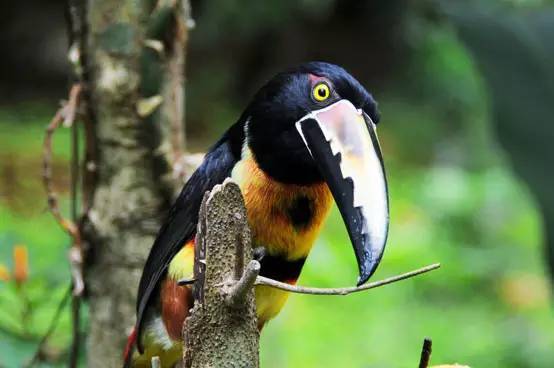 鲜得冒气儿的哥斯达黎加