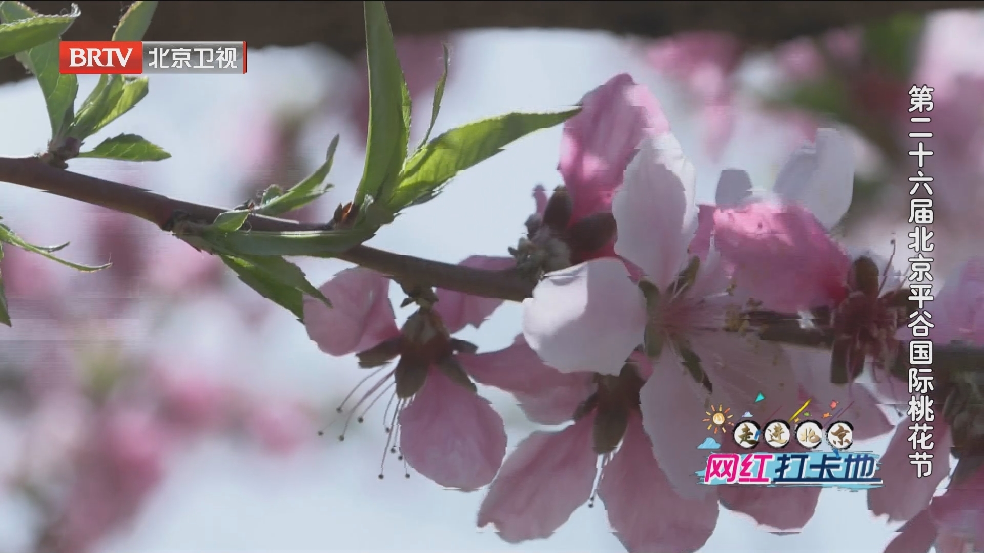 走进北京网红打卡地丨第二十六届北京平谷国际桃花节
