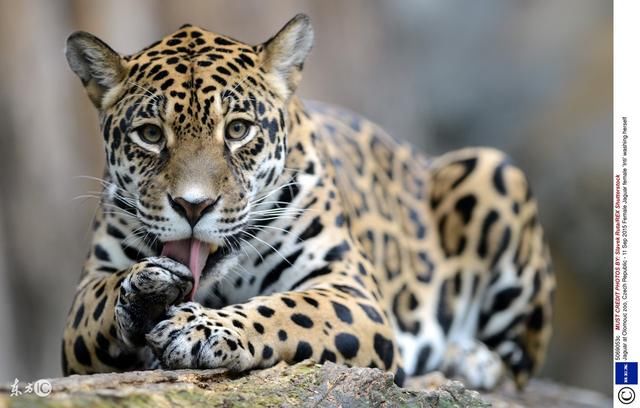 十二生肖子平算命,生肖虎的宇宙密码符号