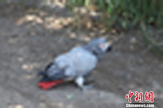 甘肃救助世界濒危动物 系非洲灰鹦鹉 甘肃救助世界濒危动物 系非洲灰鹦鹉