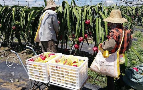 好吃的水果长得丑?被阳光晒伤的火龙果,甜到一