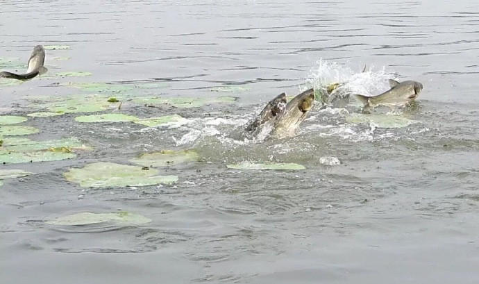 湖中大批花鱼儿跃出水面，上演了一场现实版的鱼儿跳龙门，此起彼伏大约持续了半分钟，百余条大鱼参与其中，颇为壮观。