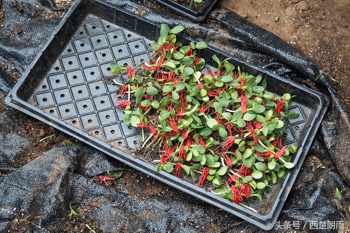 土豪!农村大叔将西瓜种在南瓜上,俩月收入70万