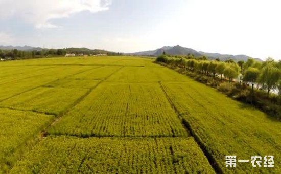 坚持农业农村优先发展 把握乡村振兴战略的六