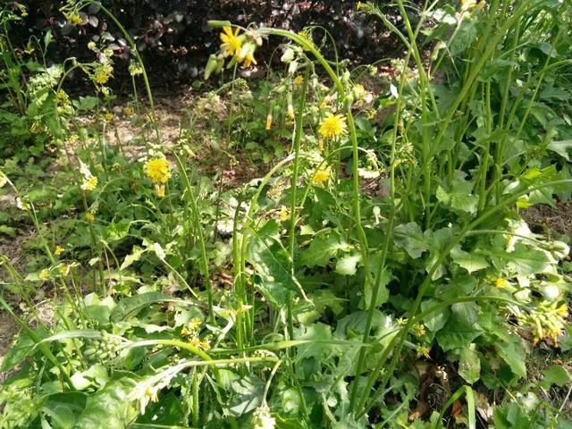 老光棍在山里带回来一个漂亮傻女, 三天后漂亮