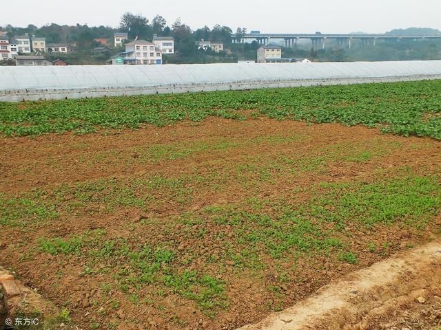 在农村怎么包地才能享受国家的政策?