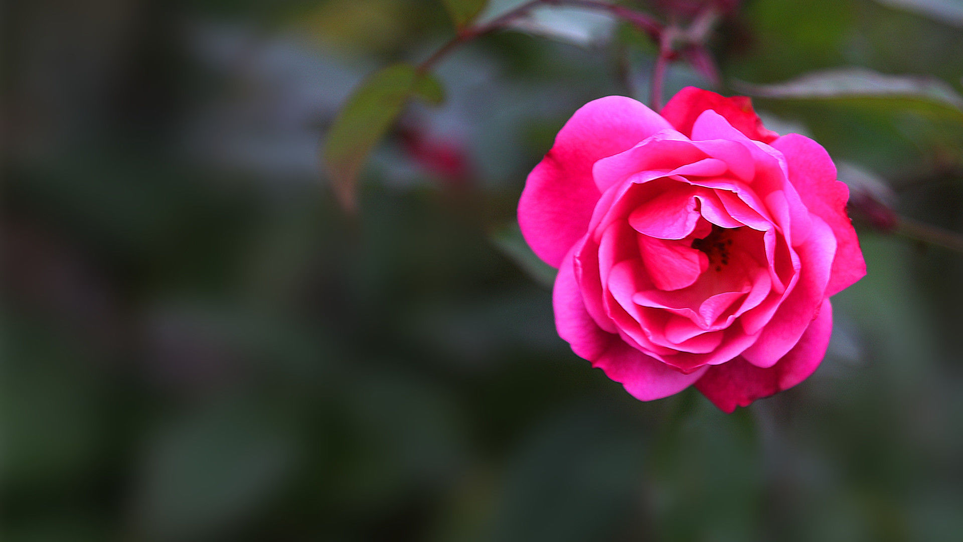 中国红月季花精美高清电脑宽屏壁纸