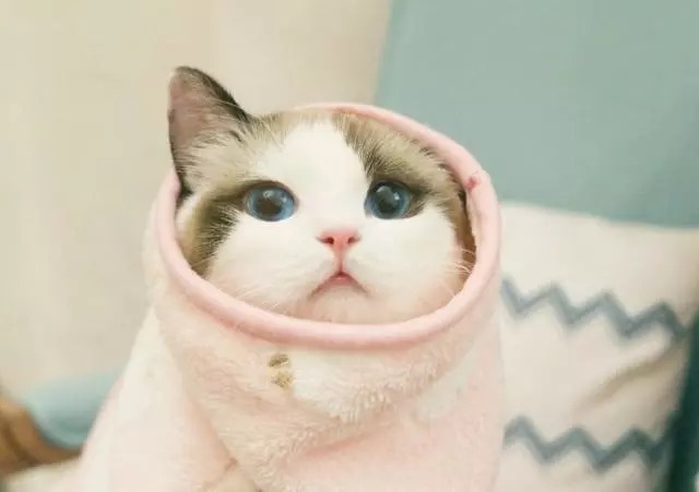 猫爱吃 t01bc78d10c08950df2.jpg?size=640x451