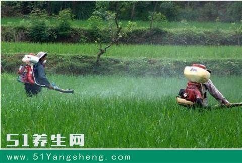 从来不吃韭菜的这个位置, 如果你吃了, 小心中毒