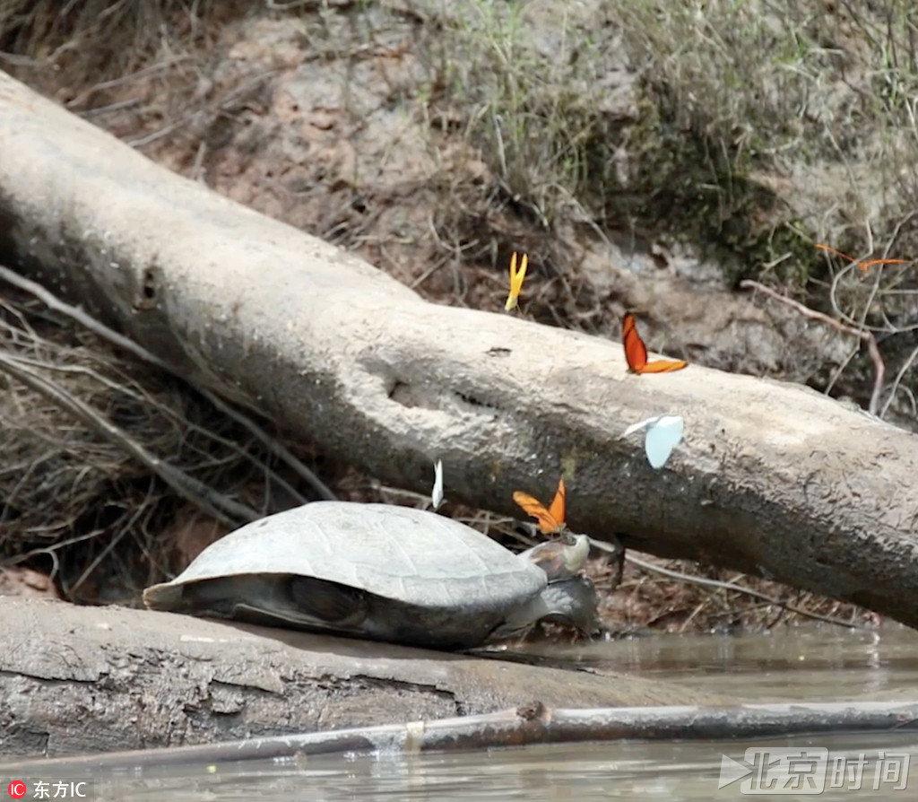 此前，蝴蝶通常会从树叶和花蜜获取钠物质，但随着当地变得越发地不宜居，钠这种物质也大大减少，所以蝴蝶为了获取耐以生存的钠物质，便得另辟蹊径，比如饮用乌龟的眼泪。
