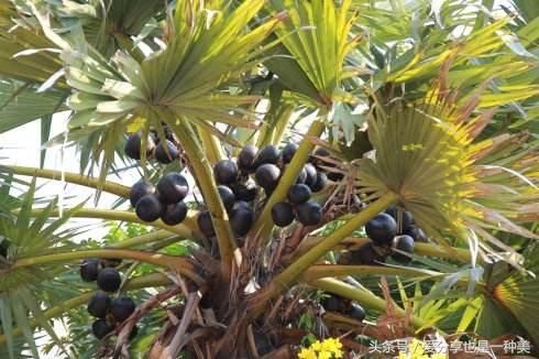 世界上十大罕见水果,你吃过几种?