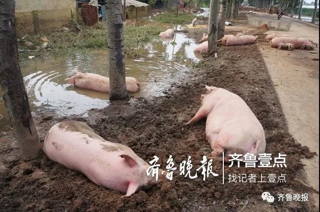 在这场大水中，附近村落不少养殖户倒了大霉。记者在上口镇广陵村看到，一家养殖户的十数头猪横七竖八地躺在水沟旁，虽被及时救出，但都已有气无力。