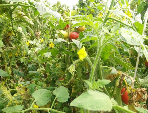 未来农村的十大发展趋势