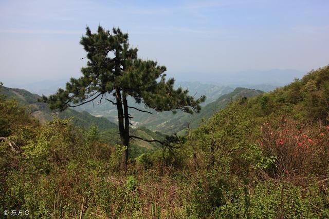 这种植物的叶子,拿来泡水喝,清肝毒,肝更好,肝病走远远