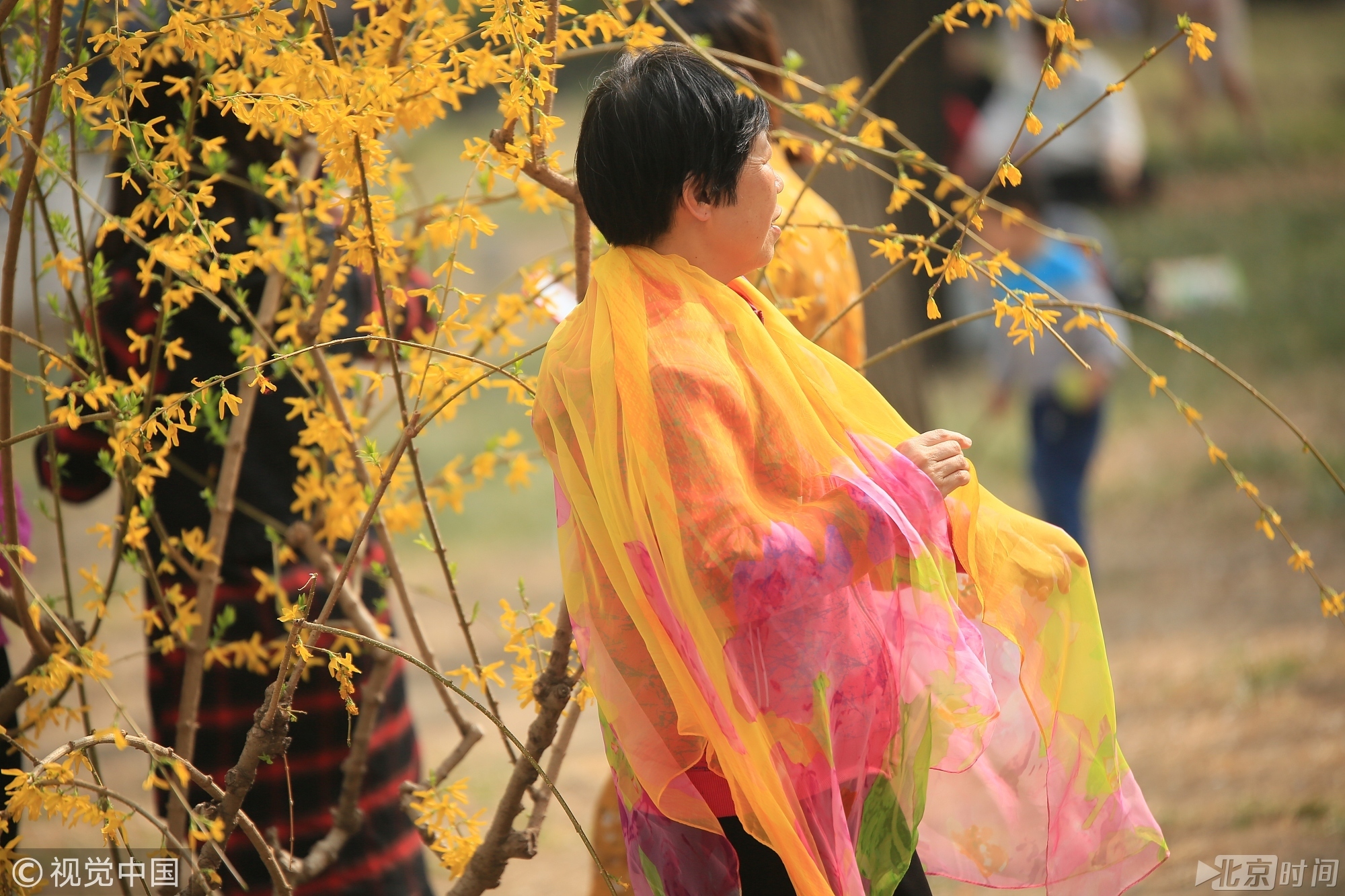 2018年4月1日，北京玉渊潭樱花节迎来首个赏花高峰期，其中有不少穿着艳丽的大妈带着她们的丝巾，在樱花前拍照留念。