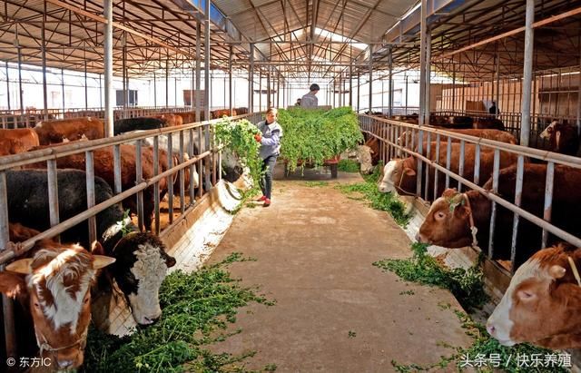 养牛最忌讳什么?养牛户快看看吧!