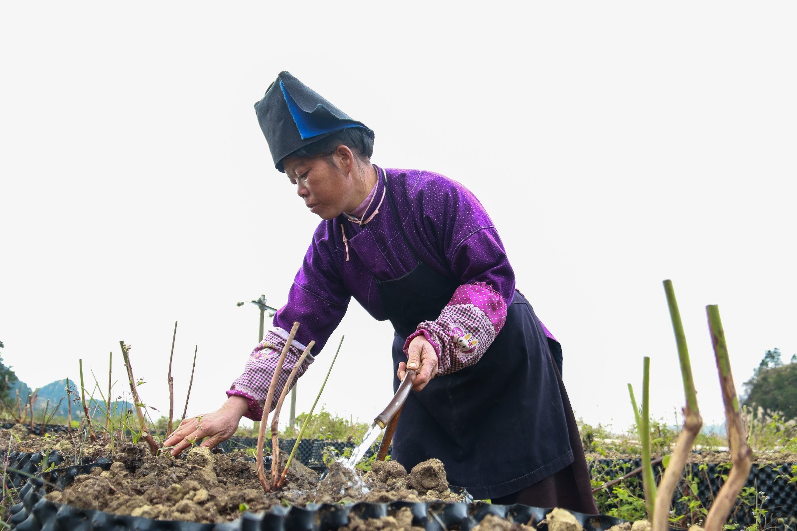 贵州丹寨：苗寨蓝莓基地冬种忙