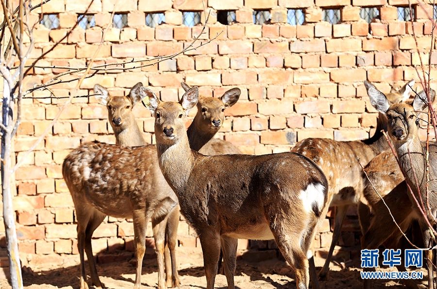 宁夏兴源村:移民村里致富忙