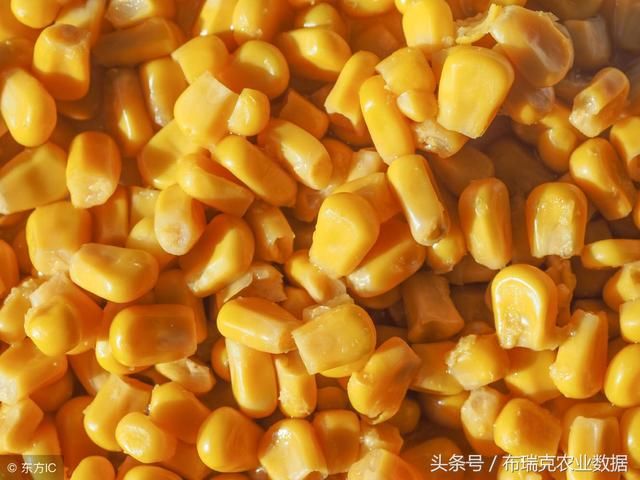 06月08日玉米:中美两国贸易谈判涉及到玉米与