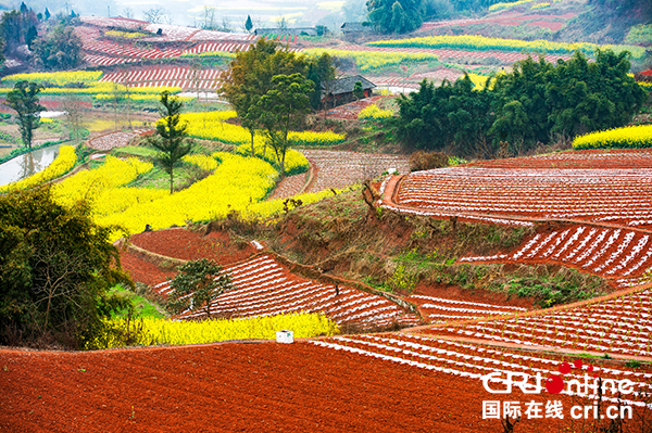 铺就田野间的画布 乐德红土地喜迎八方来宾