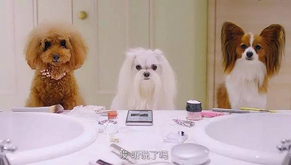 搜狗找了宠物狗拍广告,宠物网红代言的创业商机 搜狗找了宠物狗拍广告,宠物网红代言的创业商机