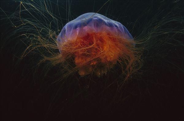 难遇见的神奇动物:会打手枪的虾,会笑的蜘蛛,透