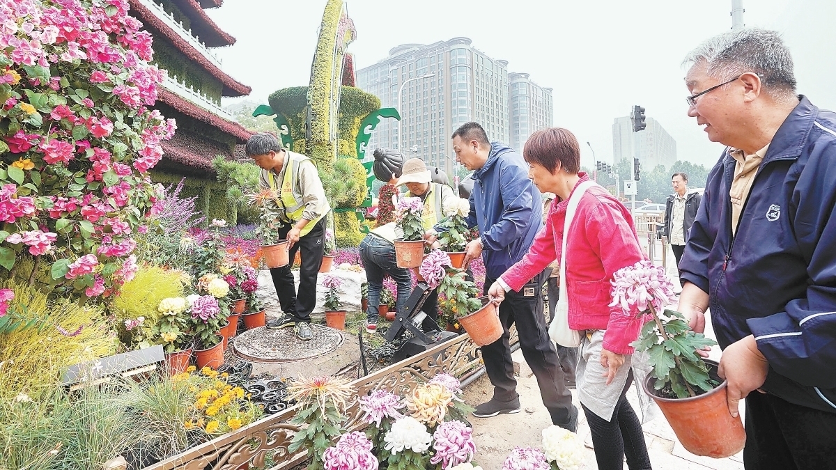 市民自种菊花摆进长安街花坛
