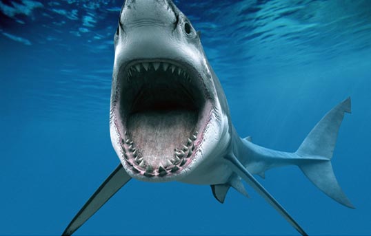 关于鲨鱼的十部电影推介\/十部鲨鱼电影大全\/十