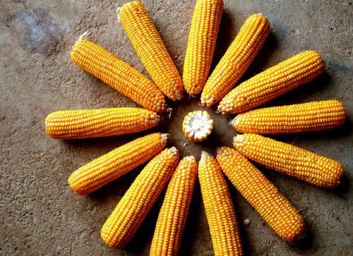 六毛五一斤!东北三省2018年上秋玉米开秤价格预测