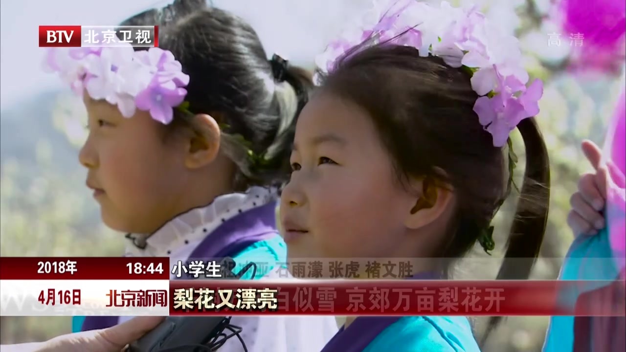 千树万树白似雪 京郊万亩梨花开 千树万树白似雪 京郊万亩梨花开