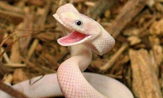 可爱蛇真实图片
