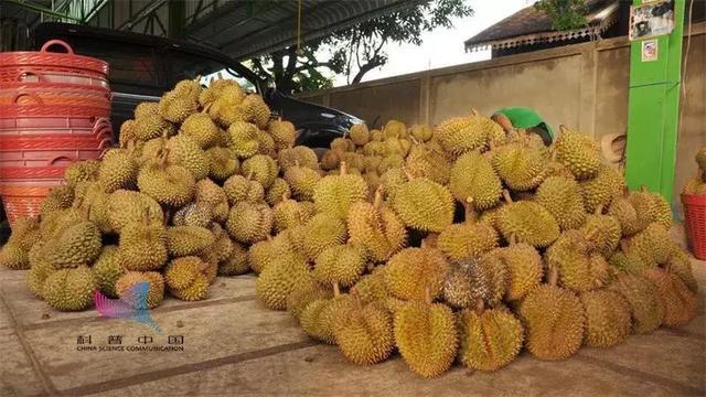 为什么有人觉得榴莲臭有人却觉得香?它究竟有