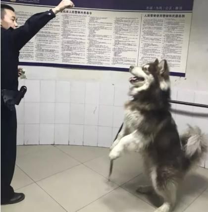 雪橇三傻聚会派出所,蹭吃蹭喝硬是把警察蜀黍