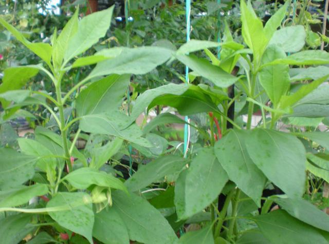 现在种上洋姜,五个月后当花看,六个月后结的果吃不完