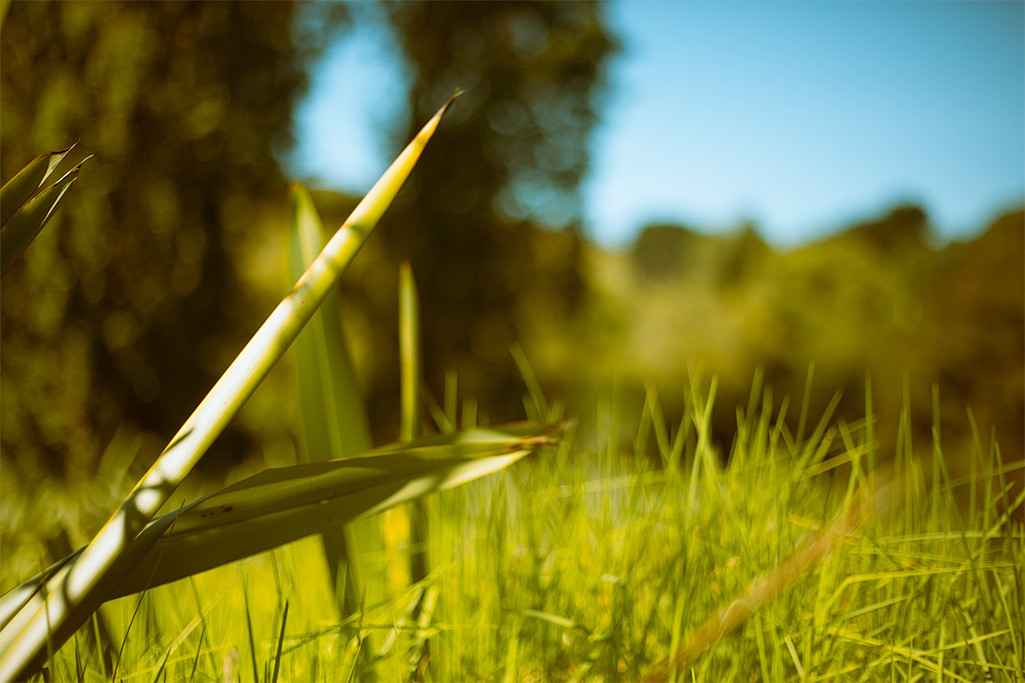 2017年新西兰技术移民的申请条件及优势!