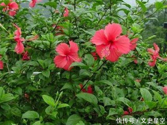 日本古代为何又叫扶桑?与中国有关,产生的缘由