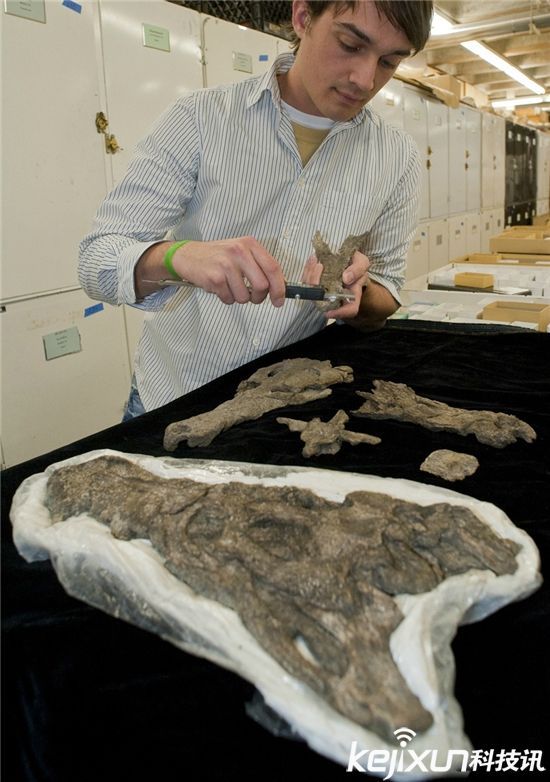 可以生吞鳄鱼的泰坦蟒为什么灭绝?