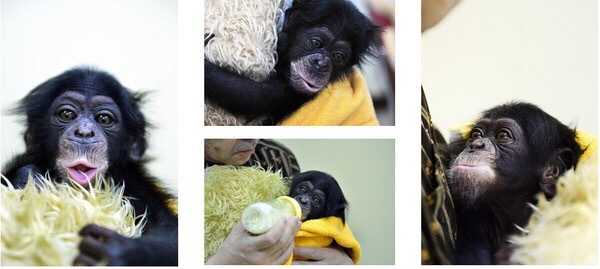 2012年，小庞将一名女士咬成了重伤，随后在演艺圈提前退役。2015年当了爸爸，女儿叫布丁。