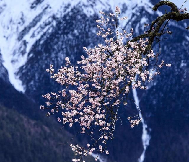 18038期双色球:奖池约3.9亿奖金蒸发,是猫腻还